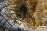 Petrified Wood Slab (Hickory) - Oregon #104796-1